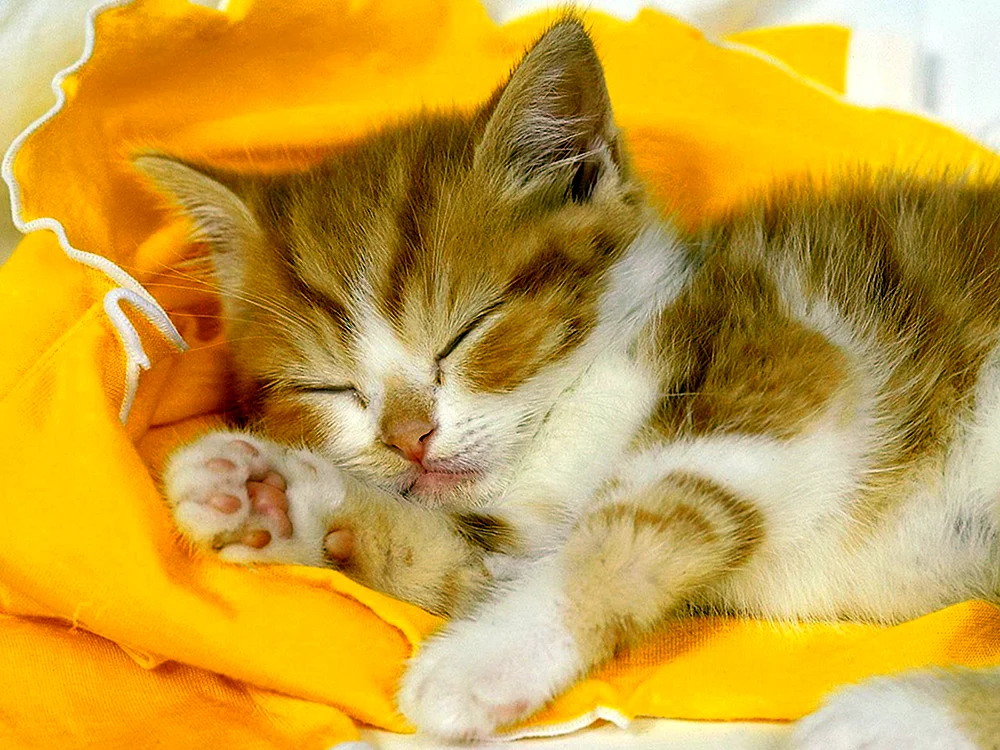 Rote Katze