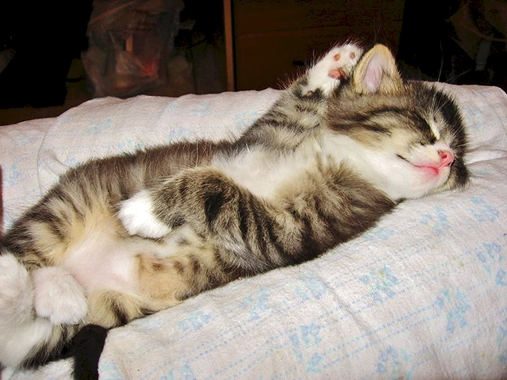 Schlafende Kätzchen Katze