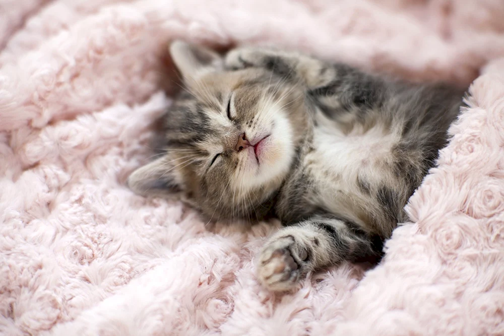 Schlafende Katze