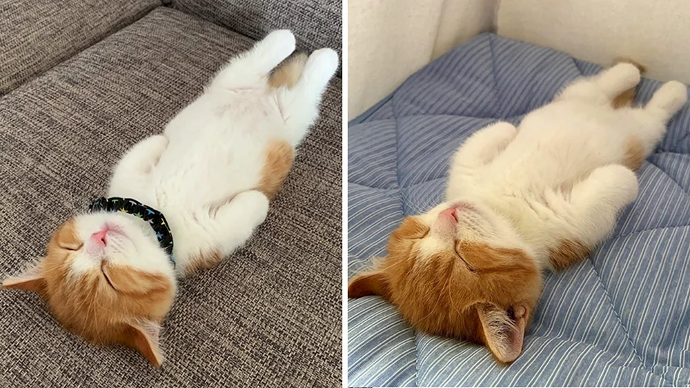 Katze auf dem Rücken liegend