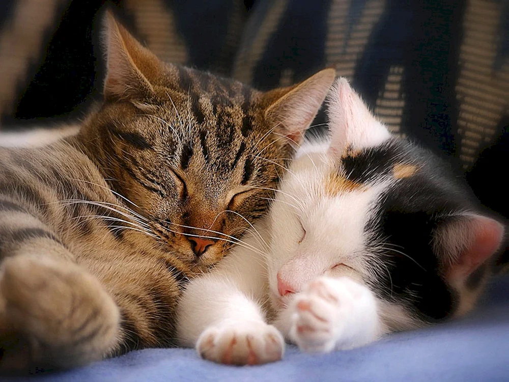 Katzen kuscheln