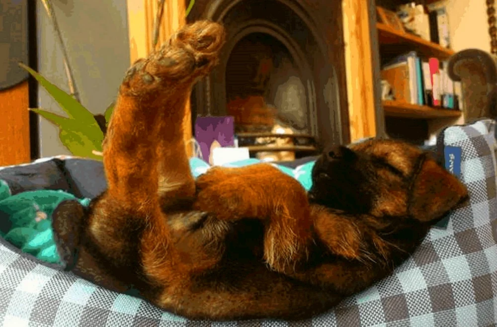 Schlafende Tiere
