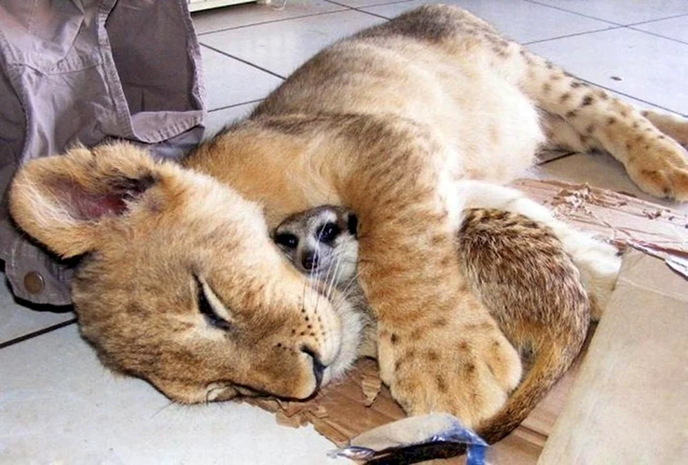 Schlafende Tiere