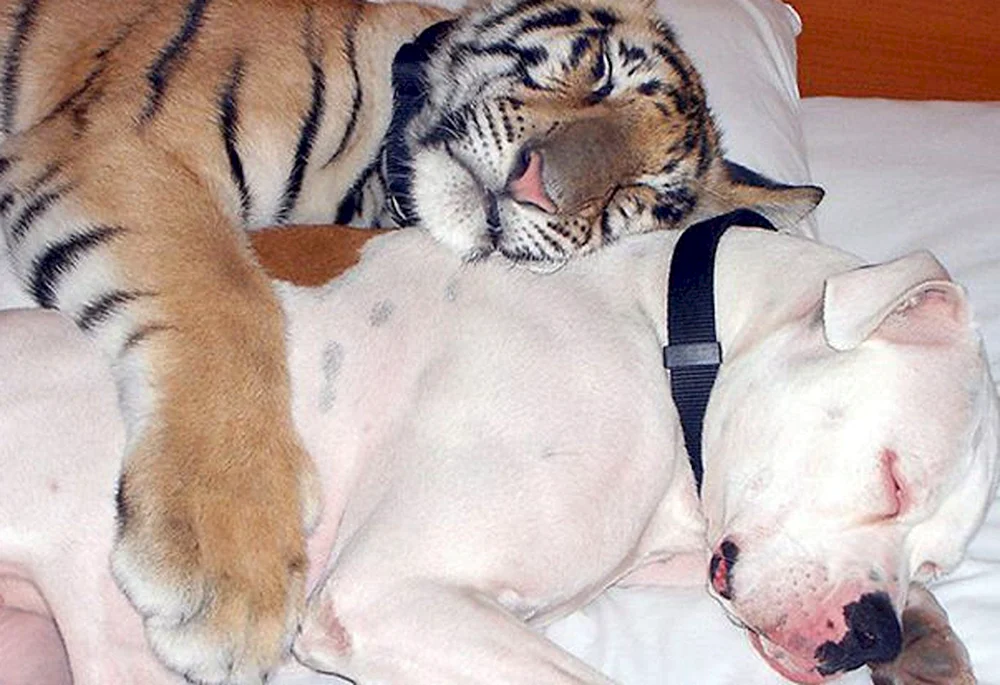 Tiere