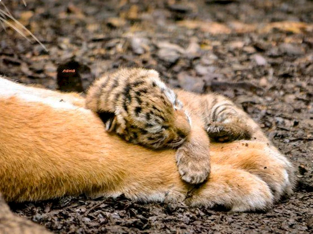 Schlafende Tiere