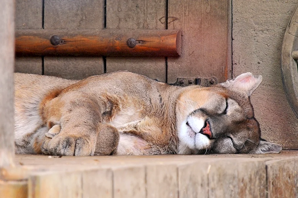 Schlafende Tiere
