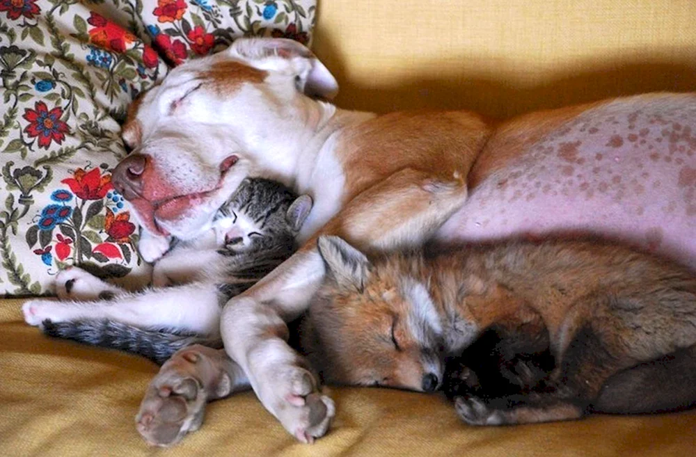 Schlafende Tiere