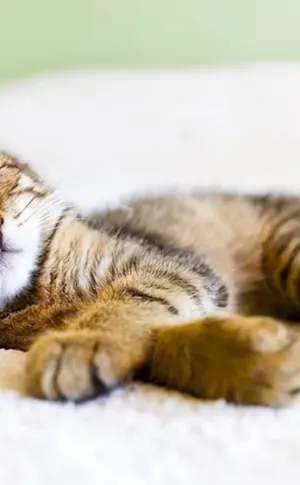 Schlafende Katze