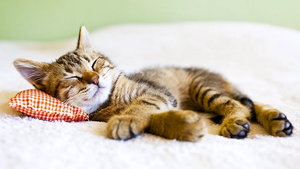 Schlafende Katze