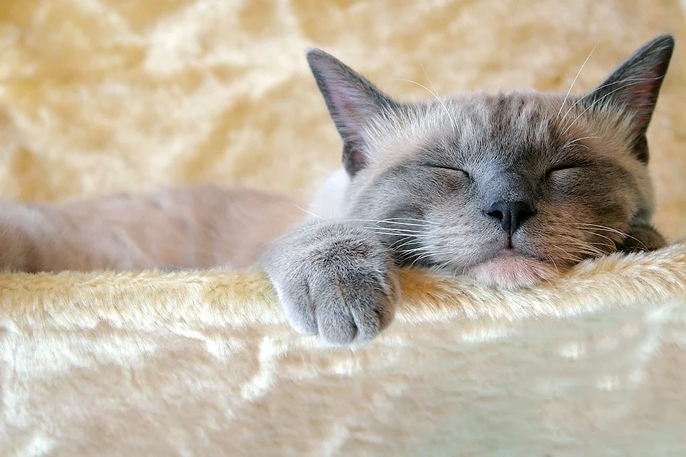 Schlafende Katze