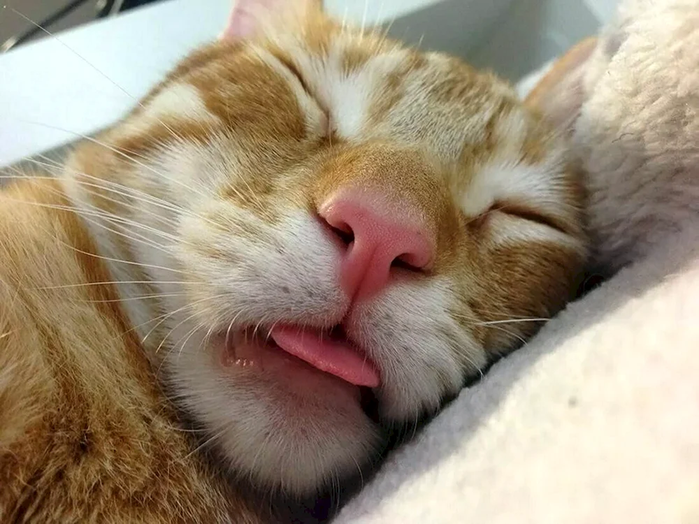 Schlafende Katze