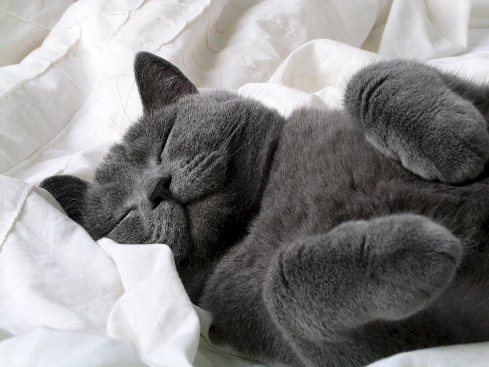 Scottish Fold Paws
