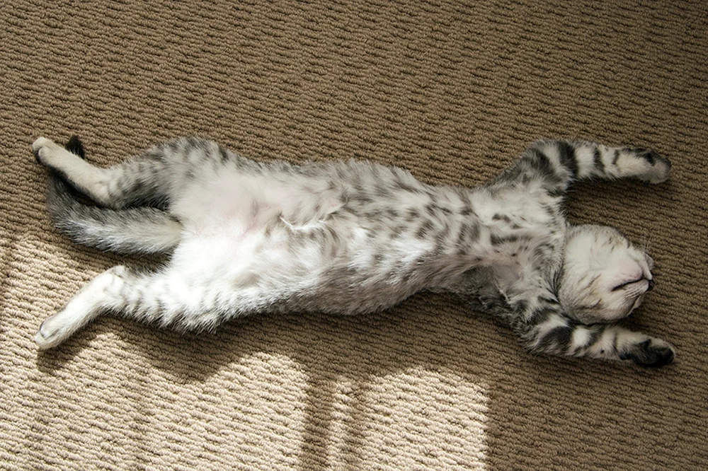 Schlafende Katze
