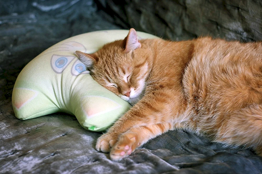 Schlafende Katze