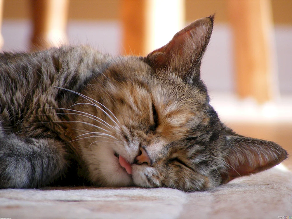Schlafende Katze
