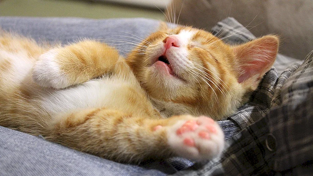 Schlafende Katze