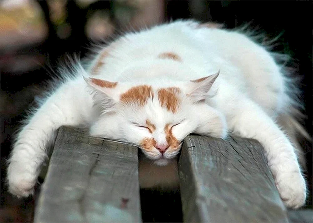 Schlafende Katze