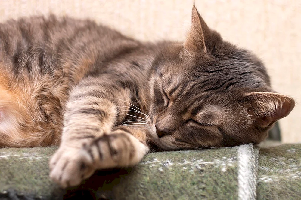 Burmesische Katze