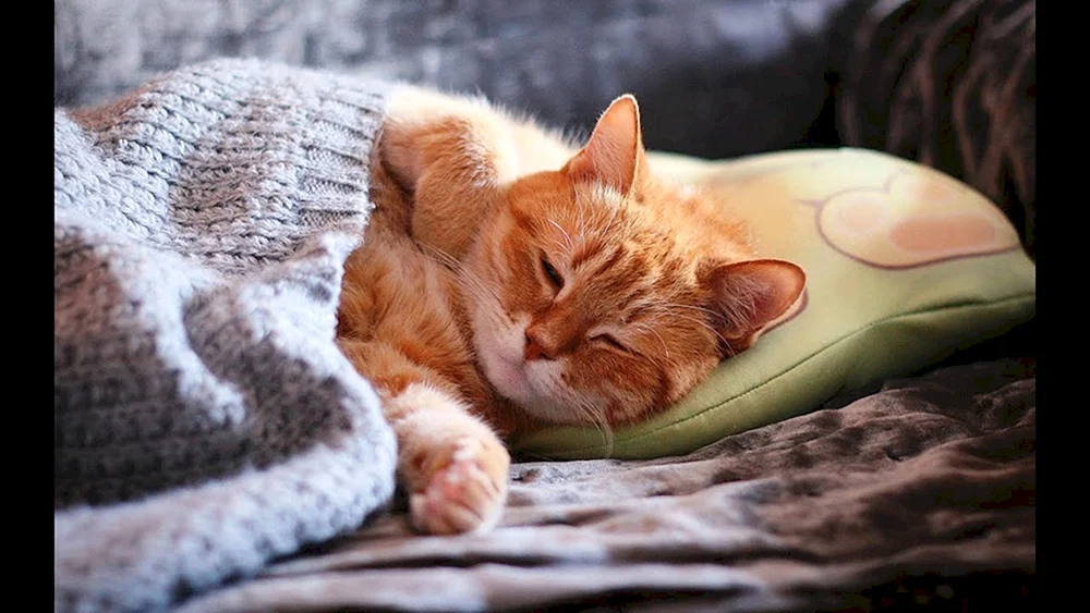 Schlafende Katze