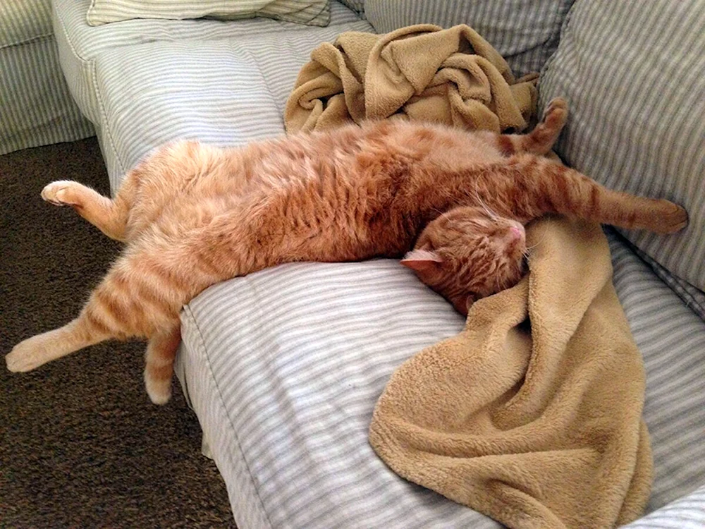Schlafende Katze