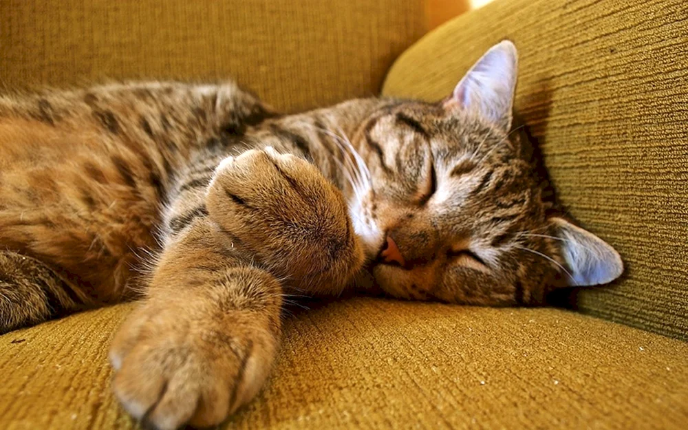 Schlafende Katze