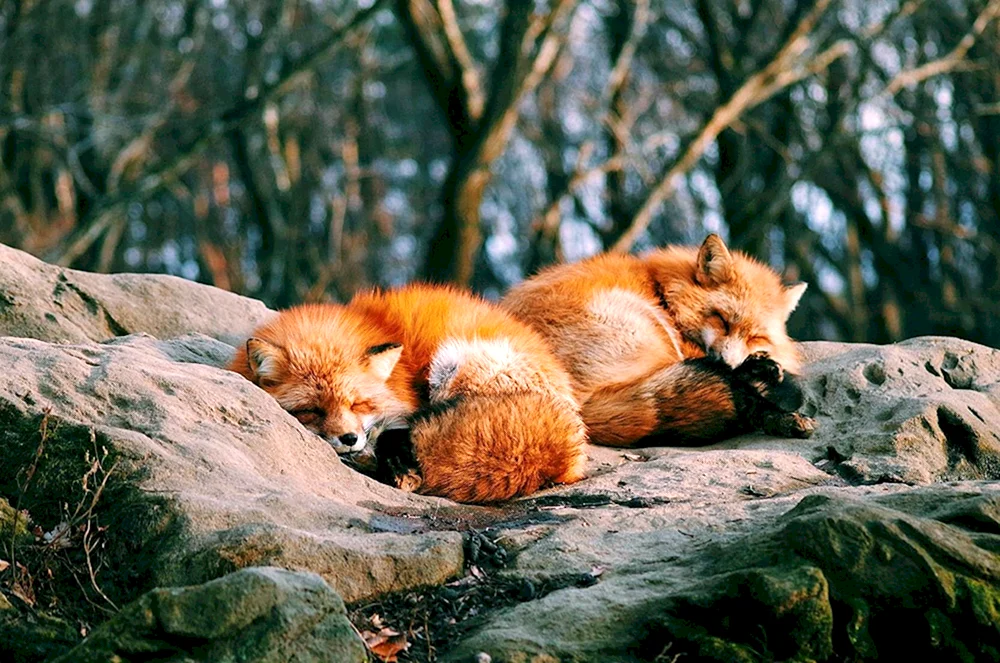 Schlafende Füchsin Füchsin Füchsin Füchsin Füchsin Füchsin Füchsin Füchsin Füchsin Füchsin Füchsin Füchsin Füchsin Füchsin Füchsin Füchsin. Fuchs