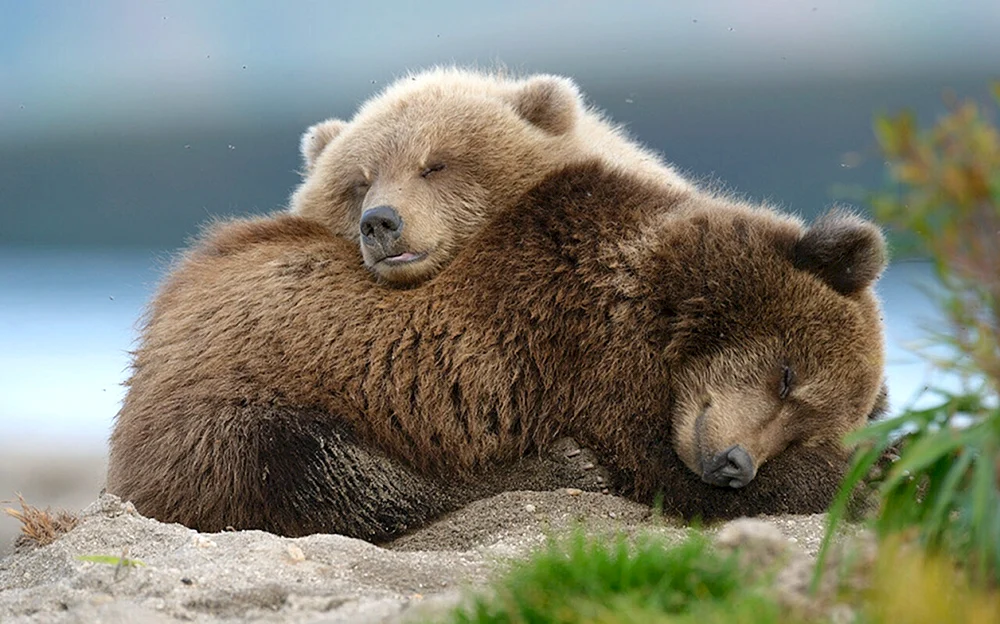 Süßer Babybär