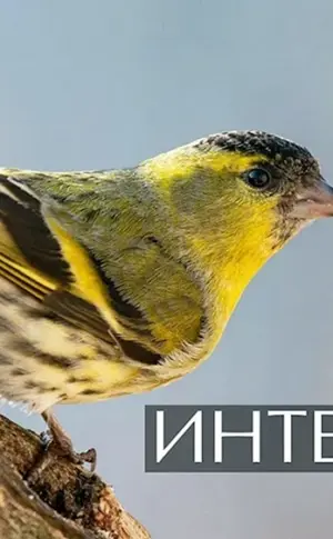 Spinus Spinus Erlenzeisig
