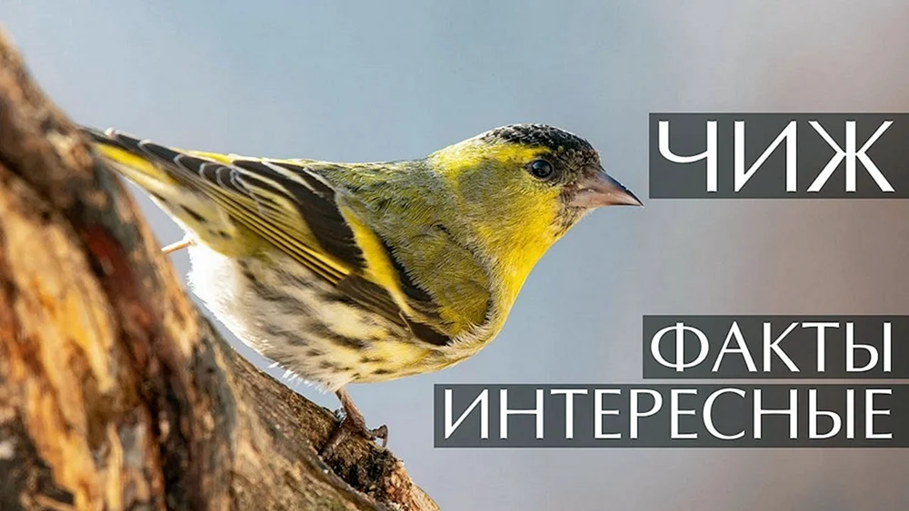 Spinus Spinus Erlenzeisig