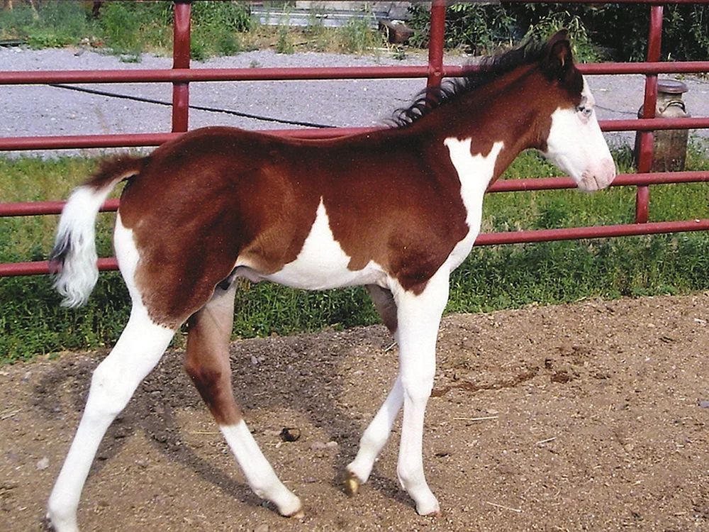 Splashed White Pferd