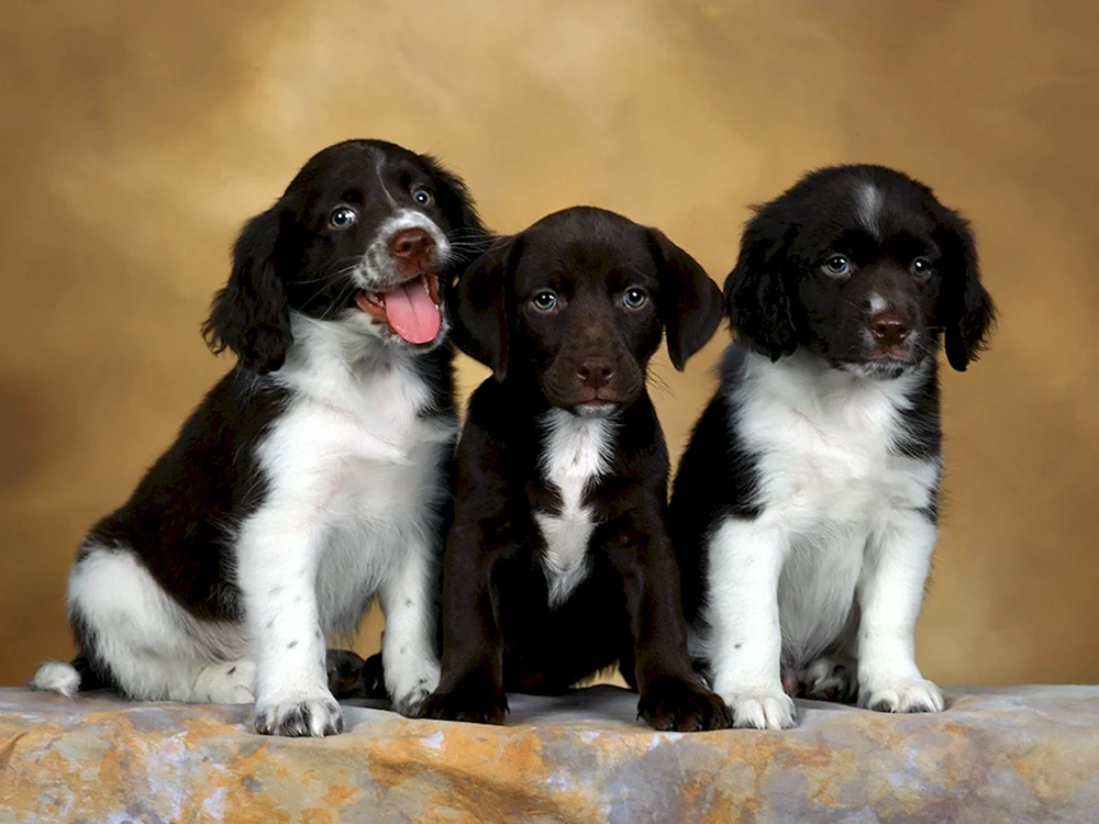 Springer Spaniel
