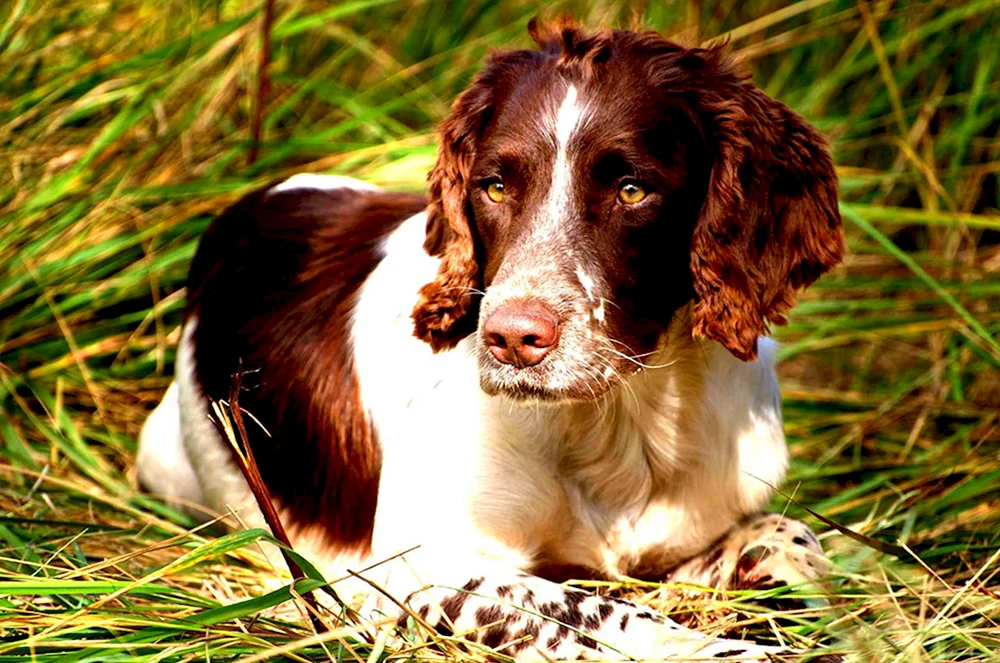 Russischer Cocker Spaniel