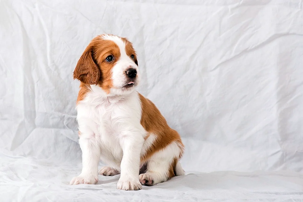 Springer spaniel golden