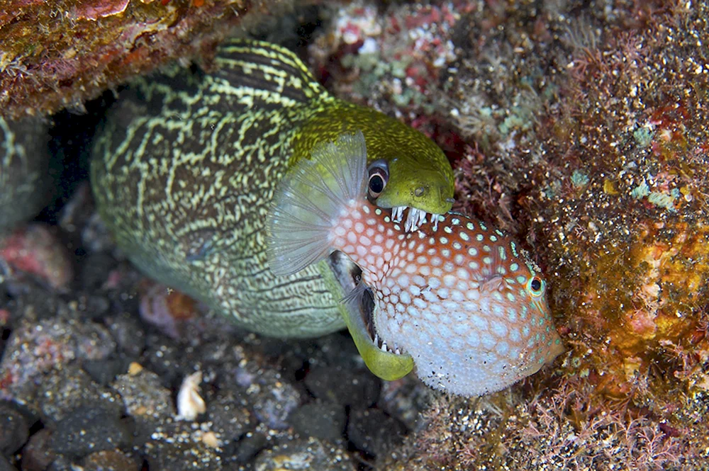 Murray-Fisch