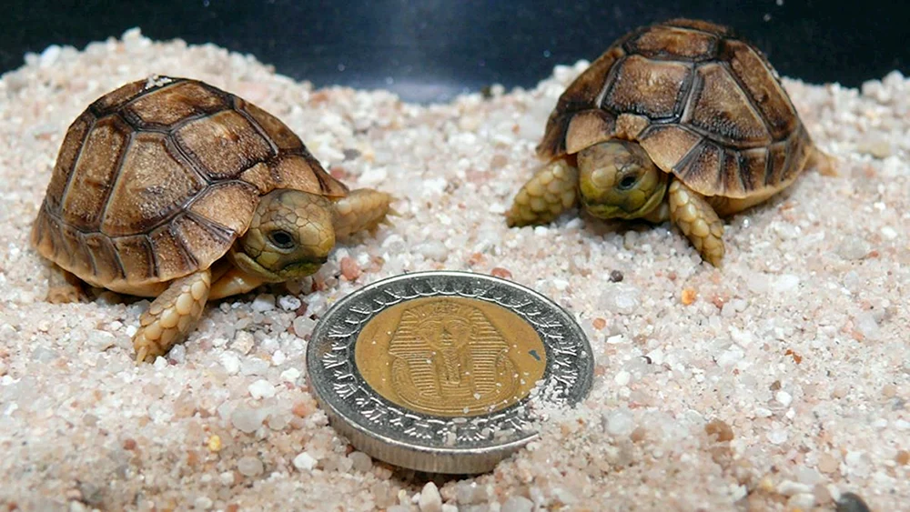 Rotwangen-Schildkröte