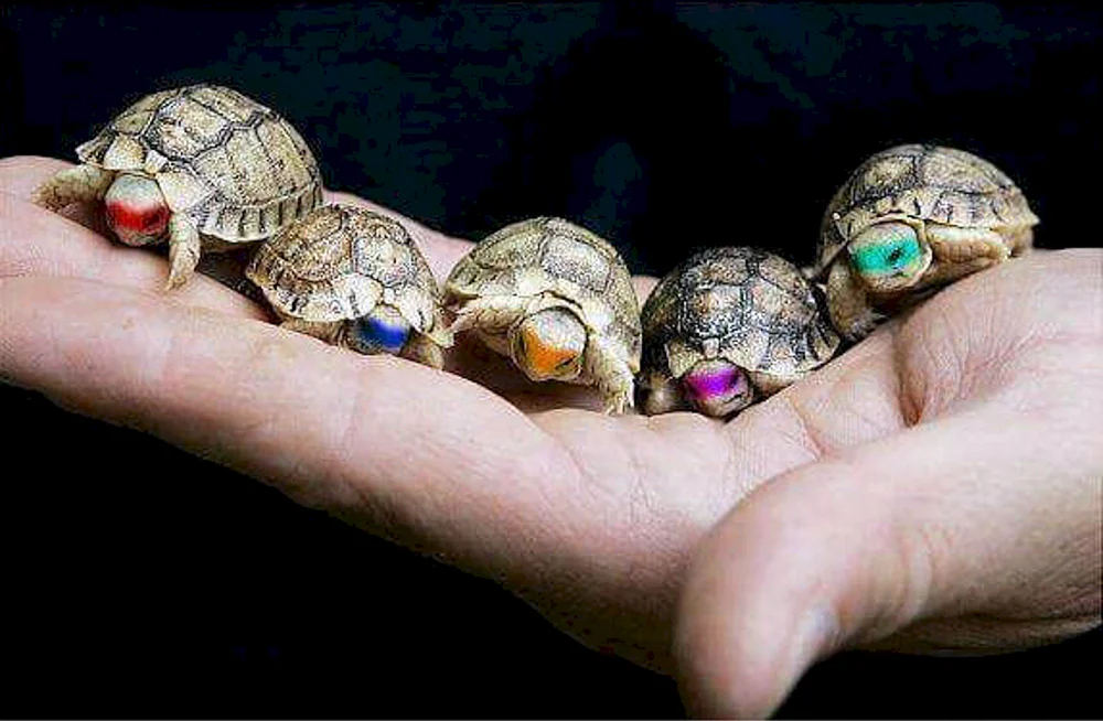 Mittelasiatische Landschildkröte