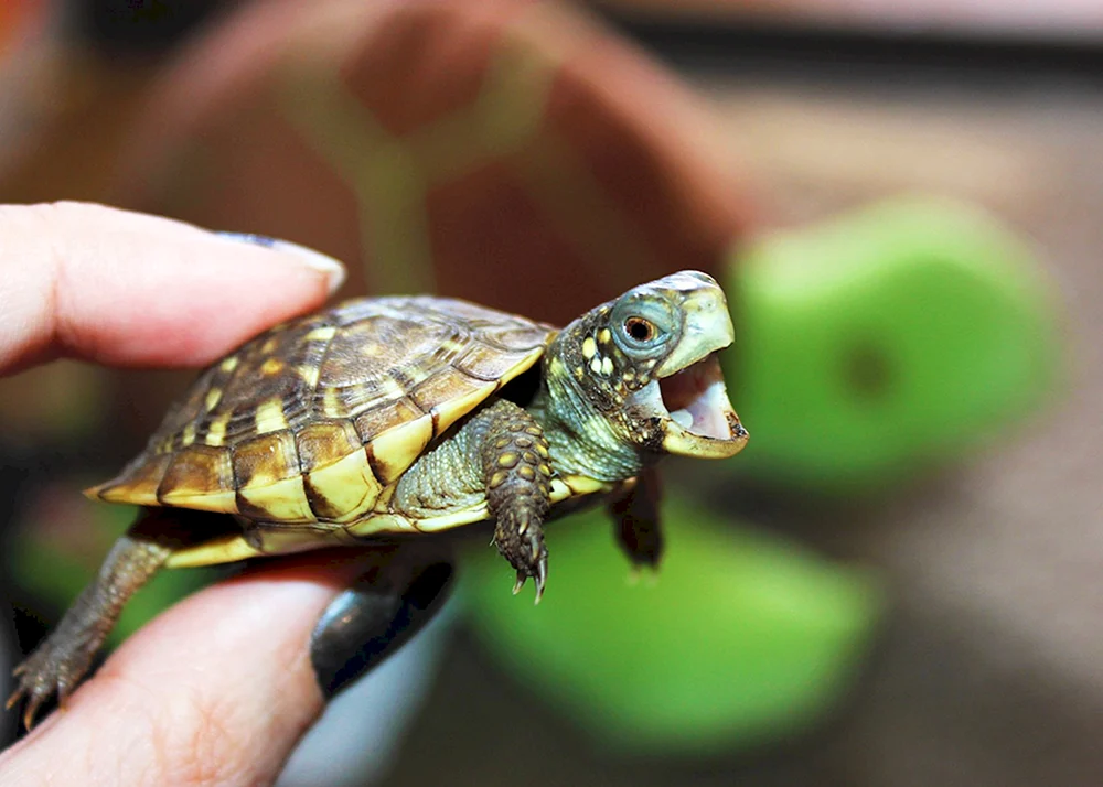 Rotwangen-Süßwasserschildkröte