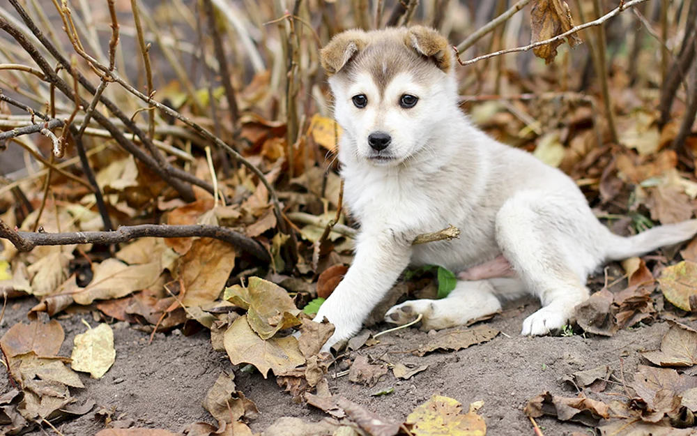 West Sibirischer Husky