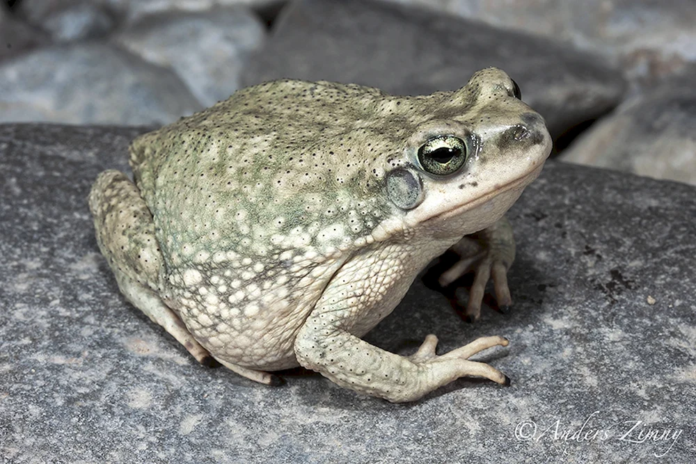 Knochenkopf-Löffelfrosch