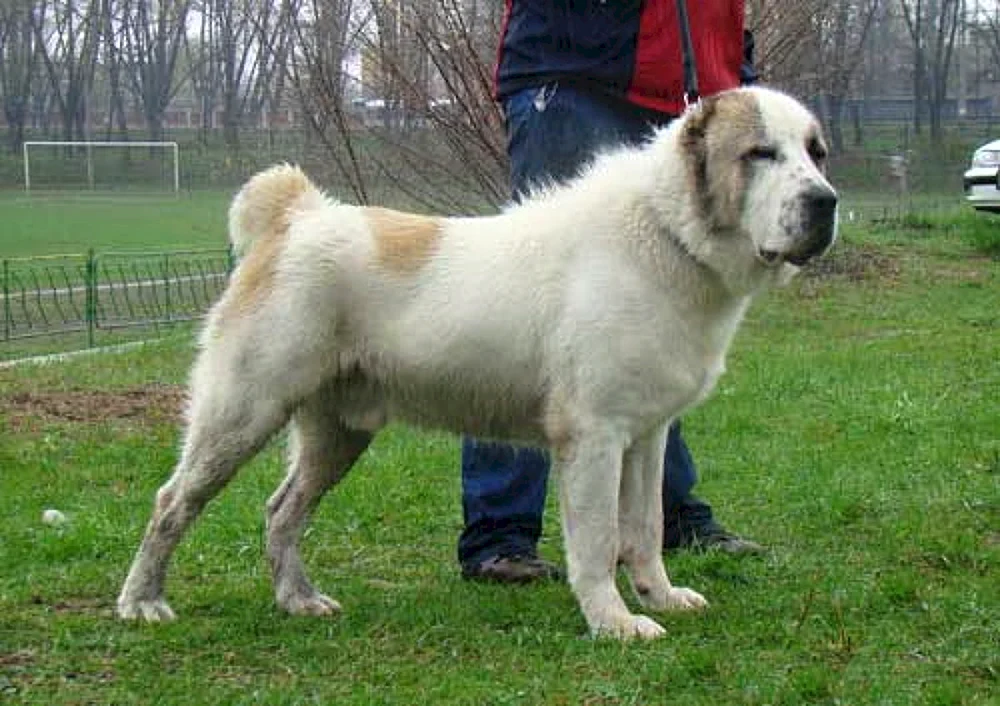 Mittelasiatischer Schäferhund Wolfshund