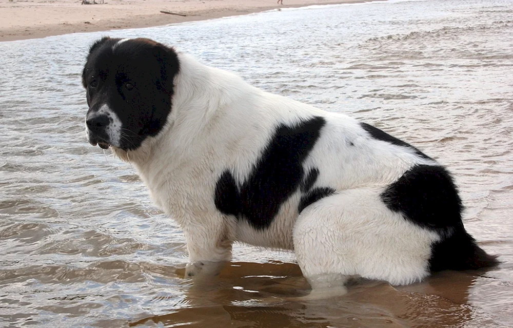 Mittelasiatischer Schäferhund alabai schwarz. Schäferhund