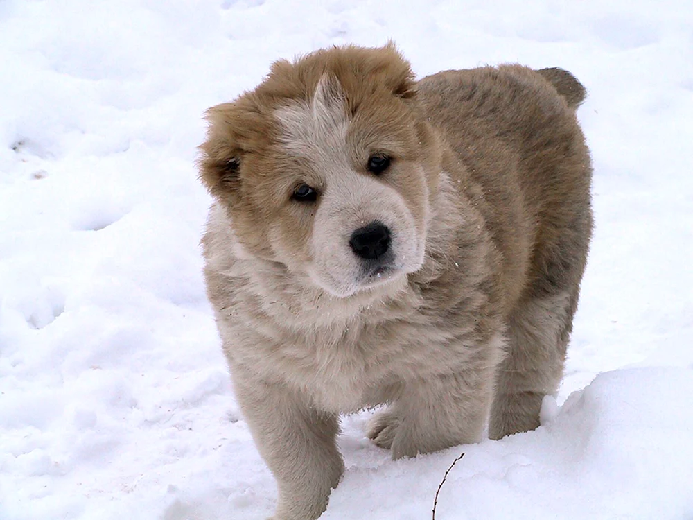 Mittelasiatischer Hirtenhund