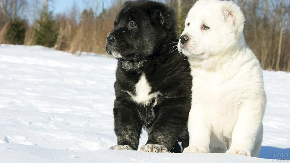 Mittelasiatischer Schäferhund alabai