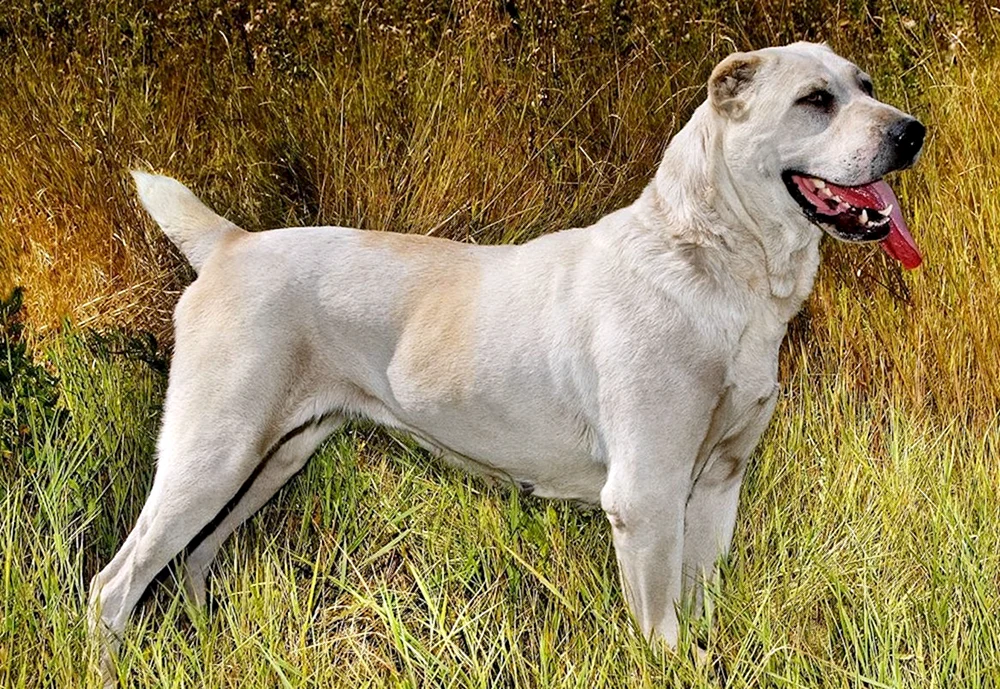 Mittelasiatischer Schäferhund Alabai