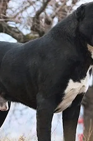 Zentralasiatischer Schäferhund alabai