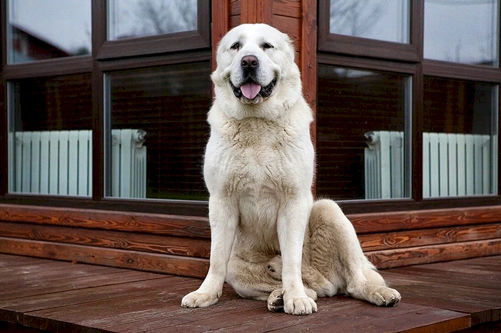 Mittelasiatischer Hirtenhund Alabai