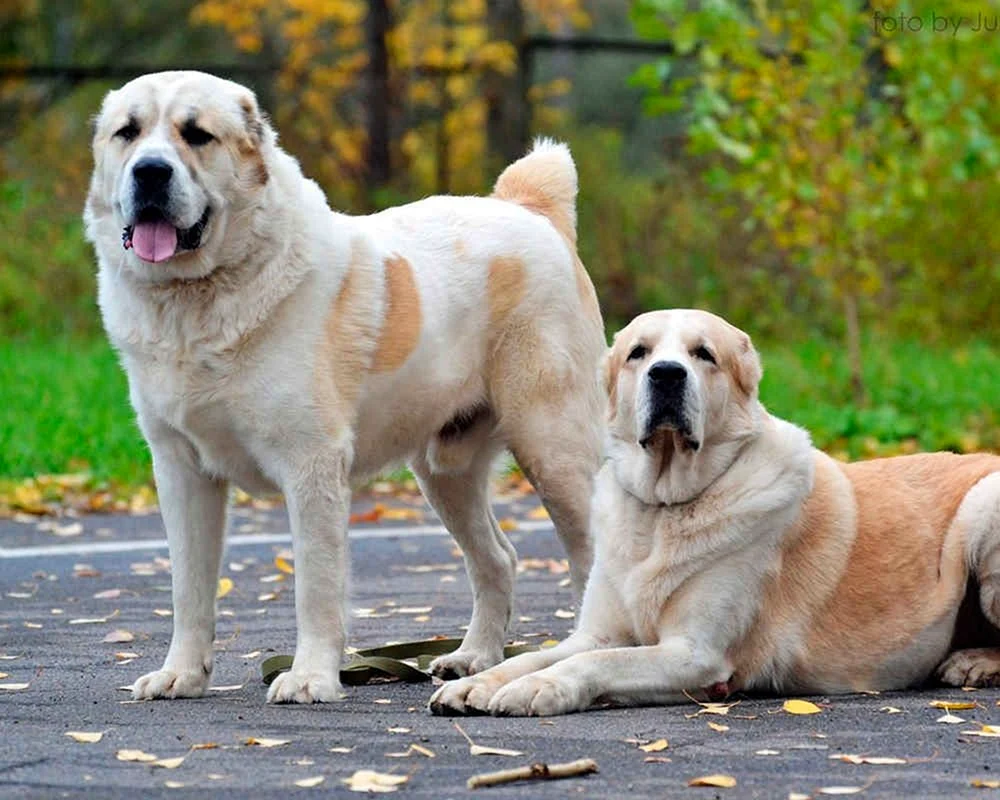 Mittelasiatischer Hirtenhund Alabai