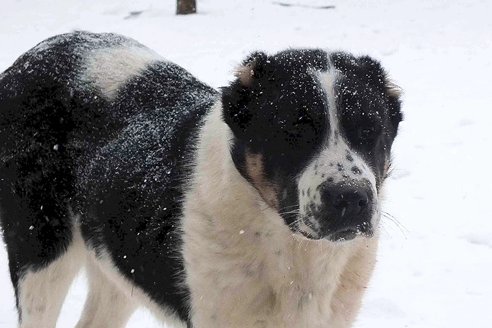 Mittelasiatischer Schäferhund alabai