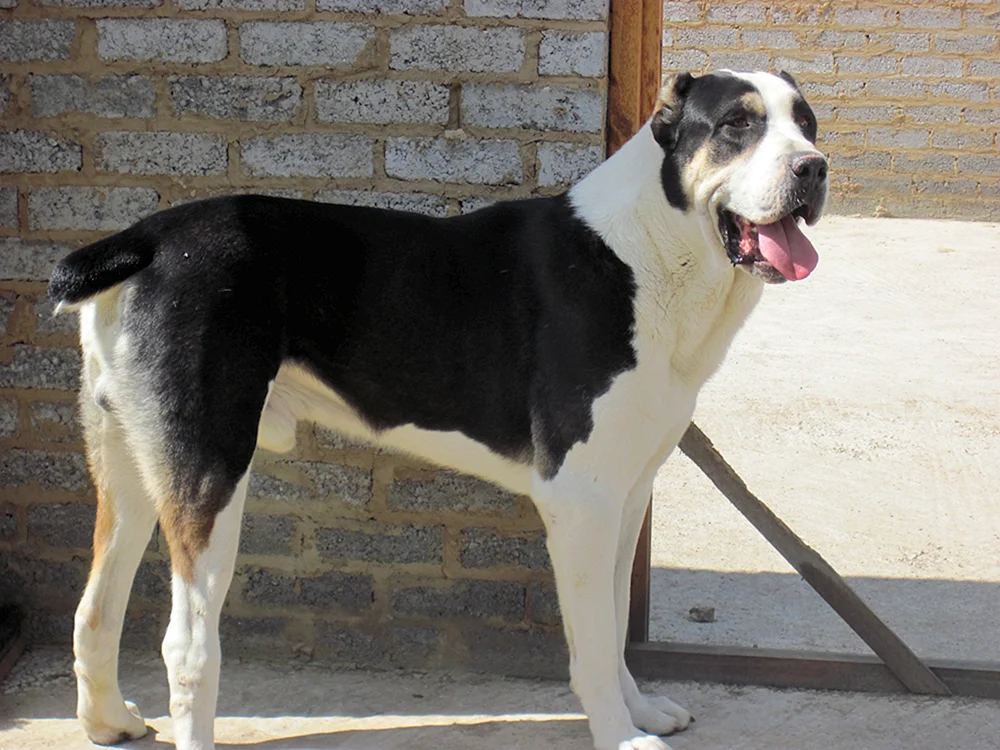 Mittelasiatischer Schäferhund alabai schwarz