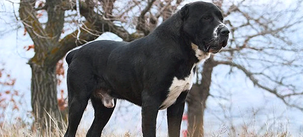 Mittelasiatischer Schäferhund alabai schwarz